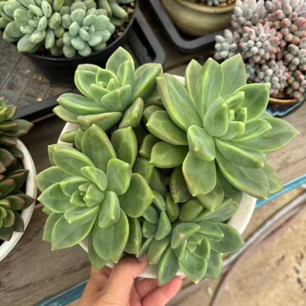 141. 芒果奶SP冰玉