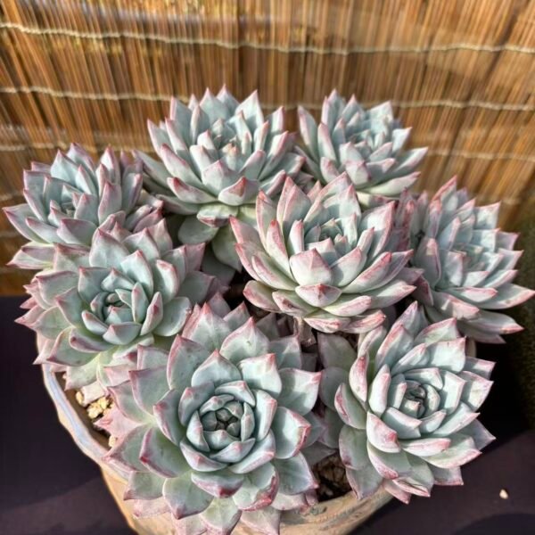 197. Echeveria 'Blue bird'
