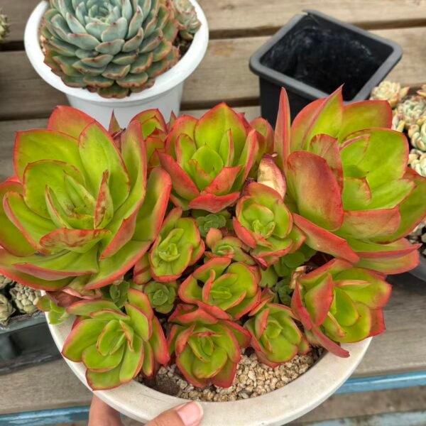 023. Echeveria ‘Unknown’