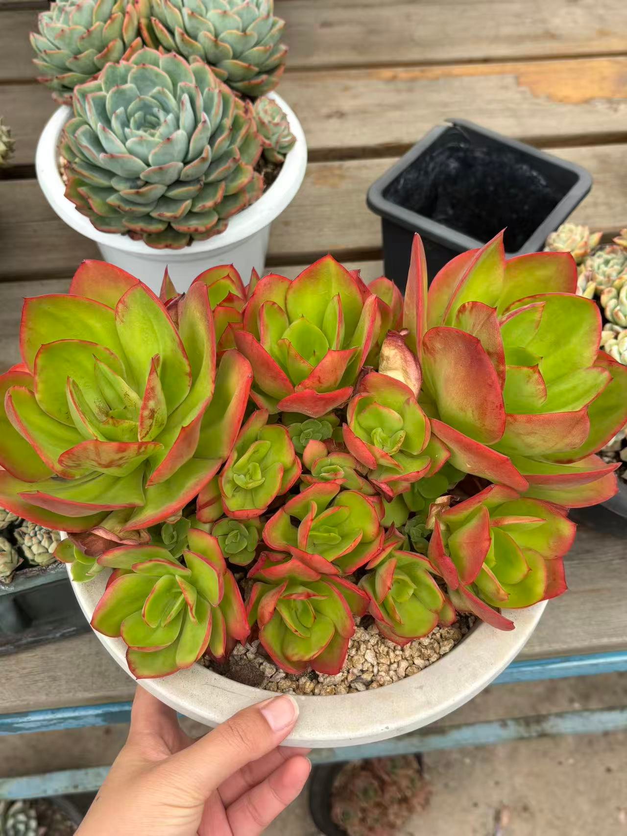 2af24cc502eeded5f12ced402d6abdf7