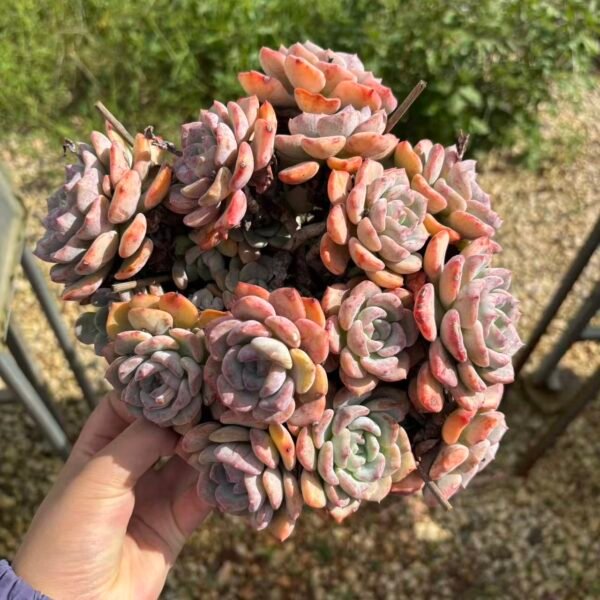 Echeveria "Thousand Mountains of Snow"