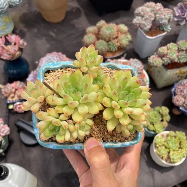 045. Echeveria  star trek