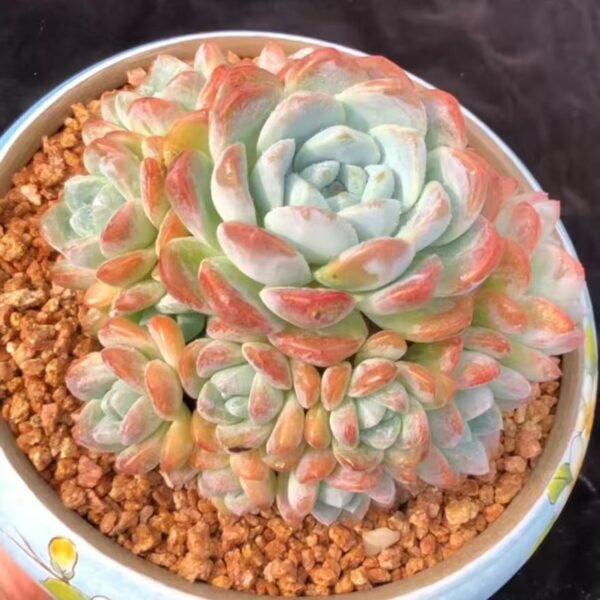 038. Echeveria 'Ice green'