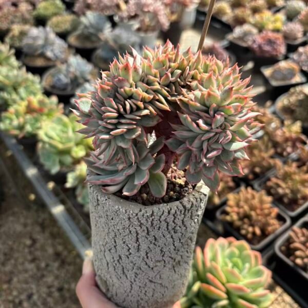 016. Echeveria 'Esther'