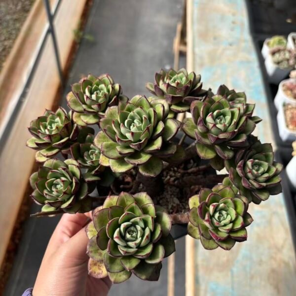 Echeveria "Purple Night Porcelain"