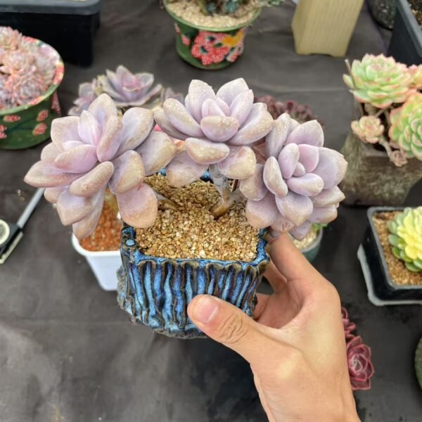 Graptopetalum amethystinum (Rose)Walther