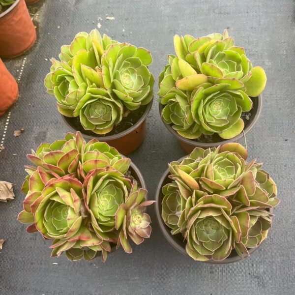 017. Aeonium 'Halloween'