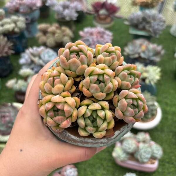 040. Echeveria agavoides 'Quartz'