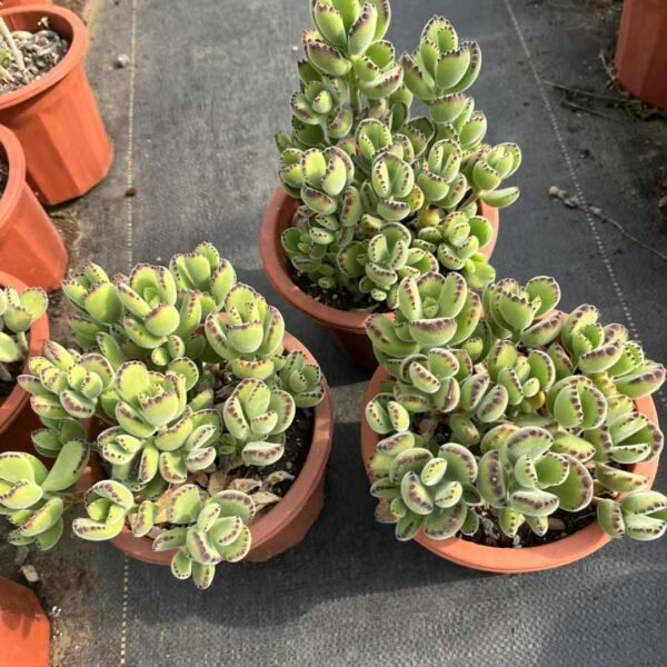 036. Cotyledon tomentosa