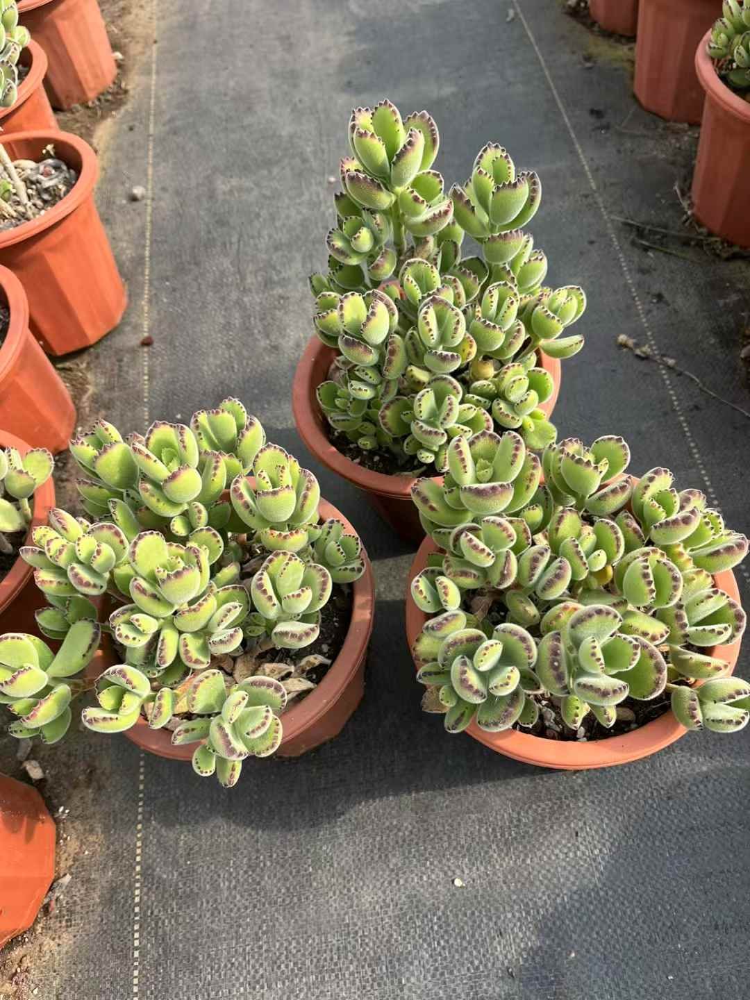 Cotyledon tomentosa
