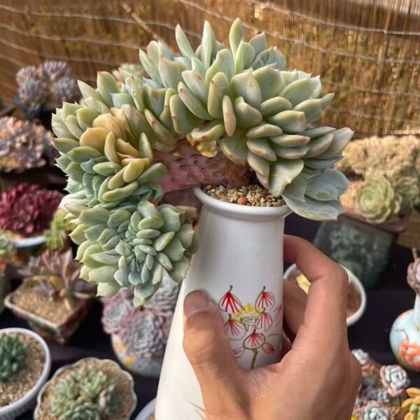 032. Echeveria 'Laurin'