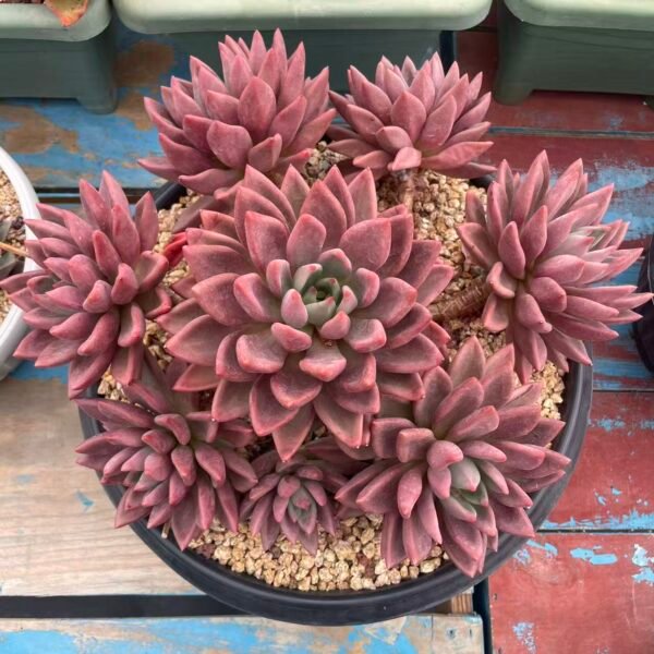 Echeveria ‘Peach Blossom Spring’