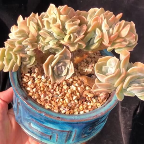 166. Graptoveria 'Lovely Rose'