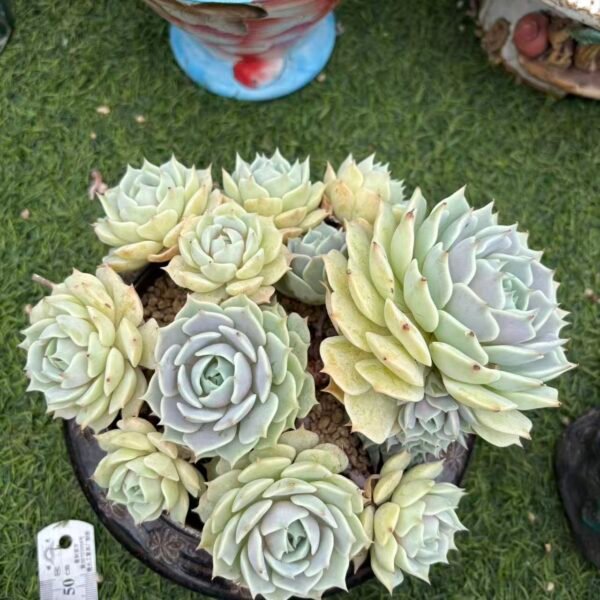 Echeveria 'Lola'