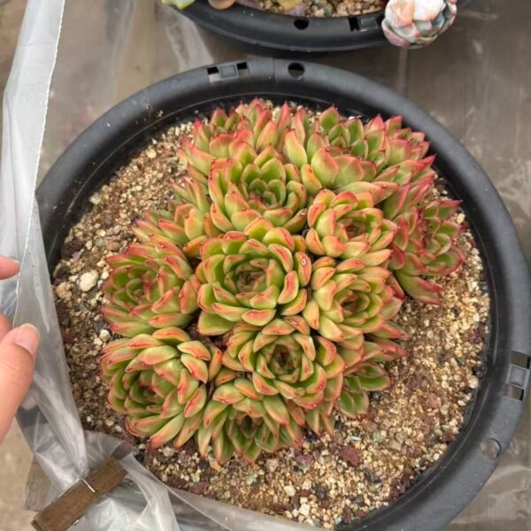 275. Echeveria ‘Green Dragon’