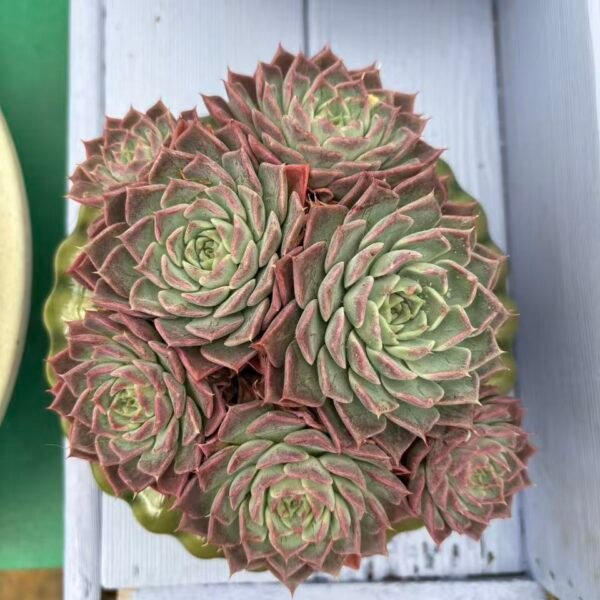 203. Echeveria hybrid