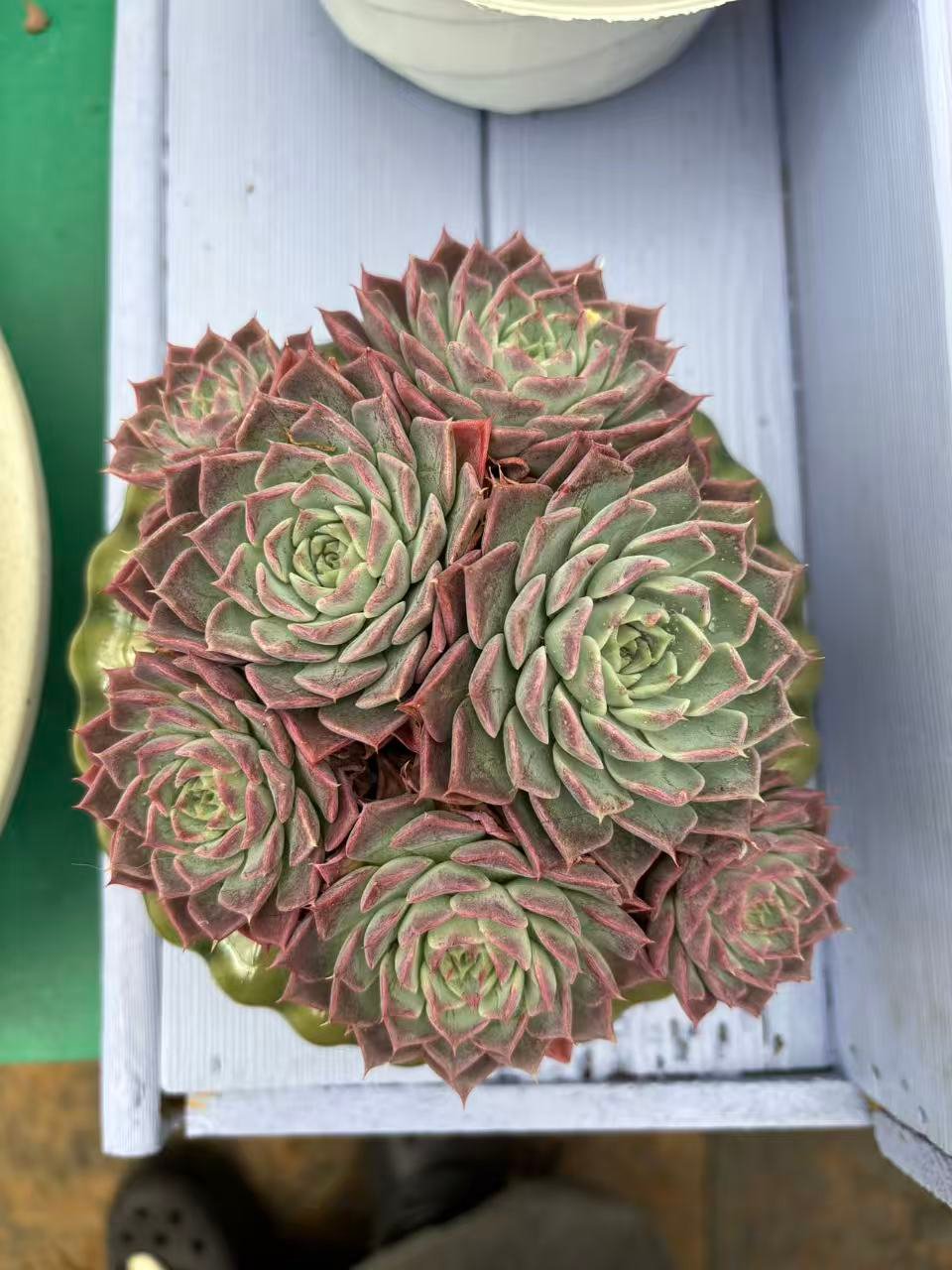 Echeveria hybrid