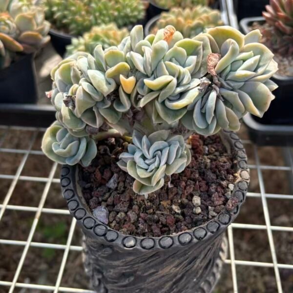 022. ×Graptoveria 'Lovely Rose'