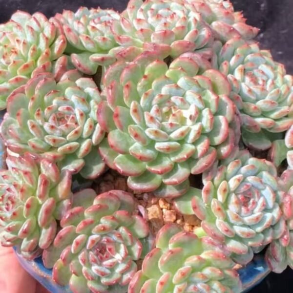 024. Echeveria ‘White Fatty’
