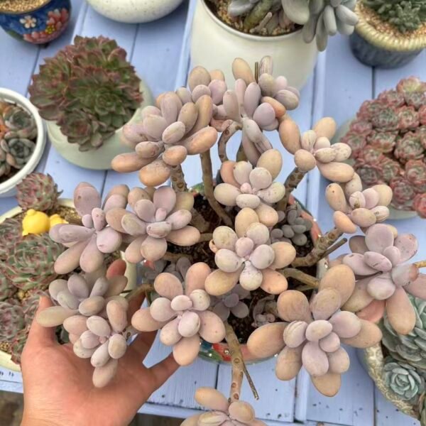 026. Graptopetalum amethystinum