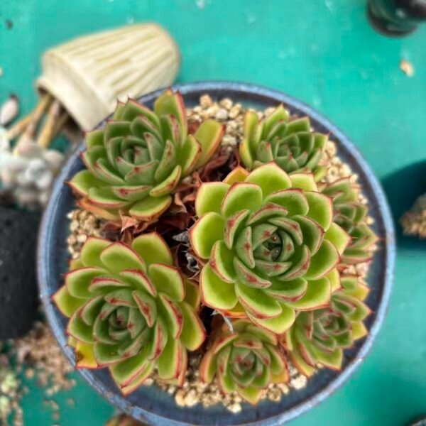 233. Echeveria 'Bradburyana'