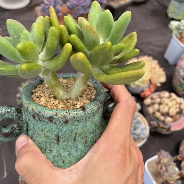 Philodendron domesticum variegatum