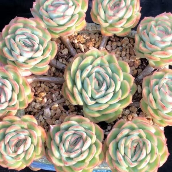 085. 西娜sp贝壳心