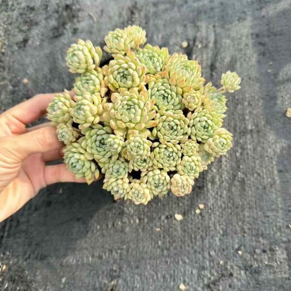 107. Echeveria 'Little Red Boat'