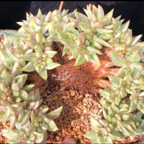 Echeveria ‘Ikesoul’