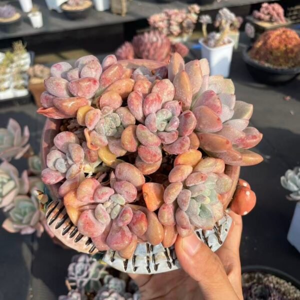 162. Echeveria ‘Spotted Deer’