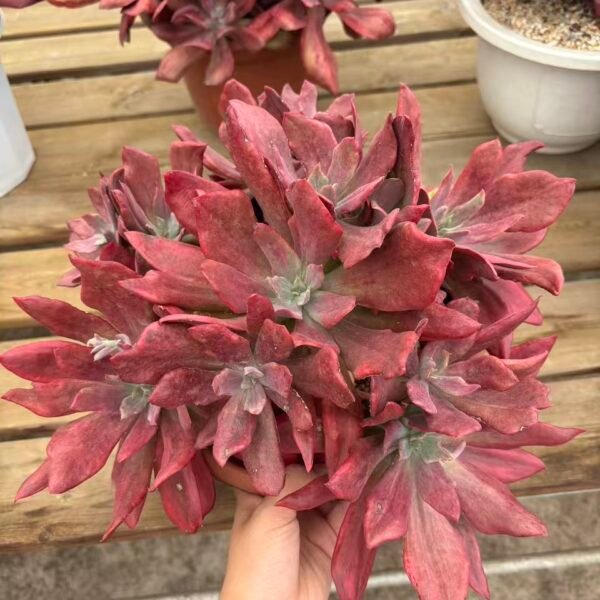 123. Echeveria 'Diamond State'