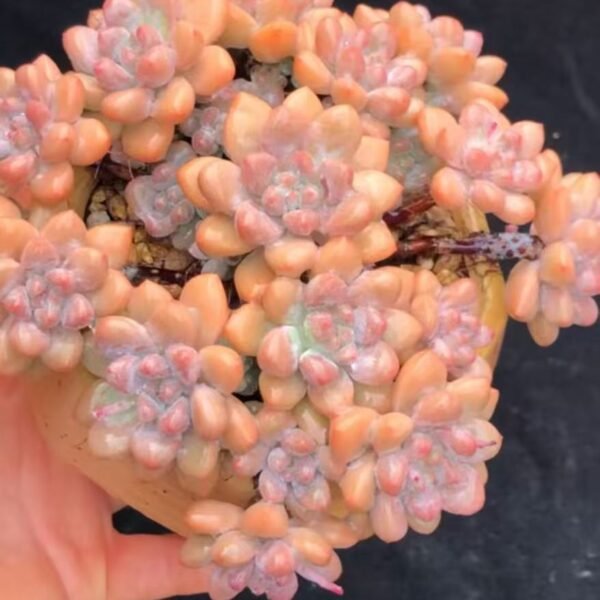 Graptoveria 'Opalina'