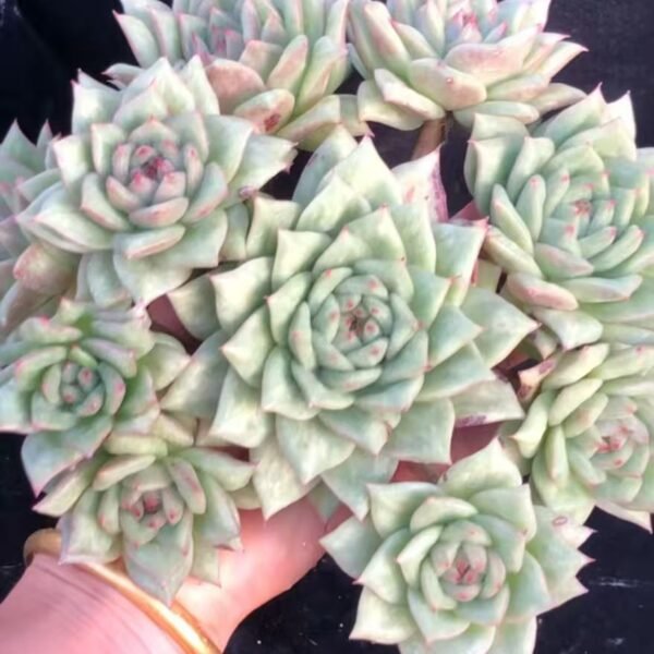 158. Echeveria 'Maria the Convex'