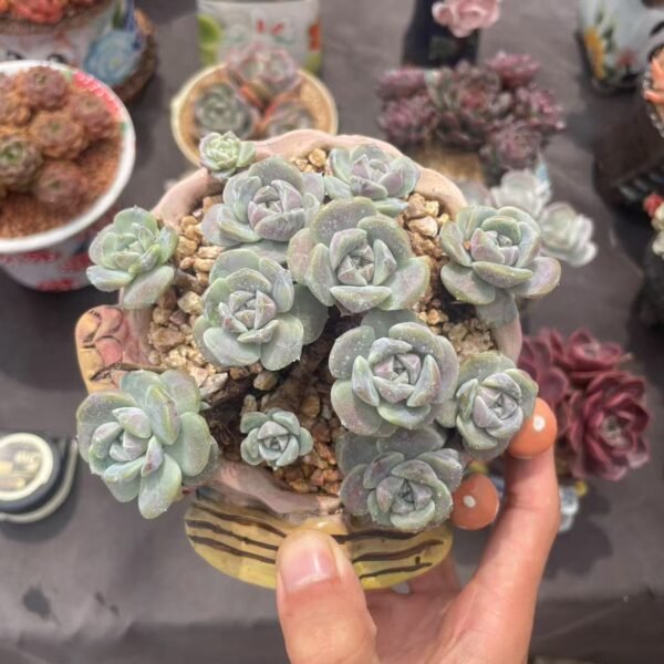 Echeveria 'Tynie Burger'