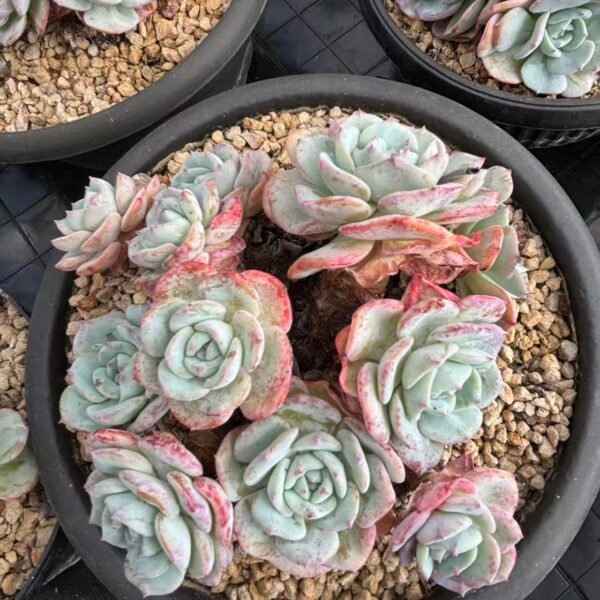 012. Echeveria 'Mont Blanc'
