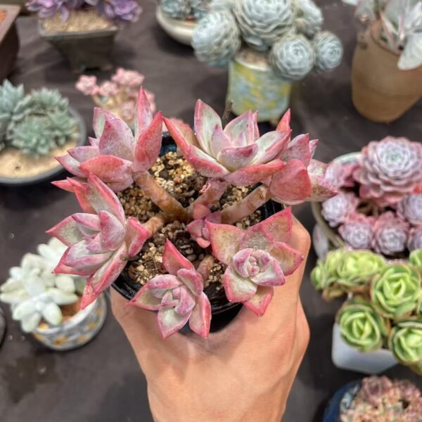 Graptopetalum paraguayense 'Bronze'