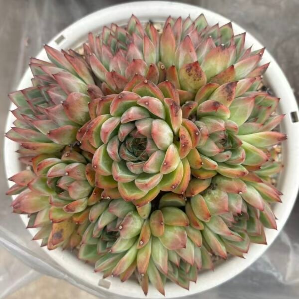 263. Echeveria ‘Hongluan’