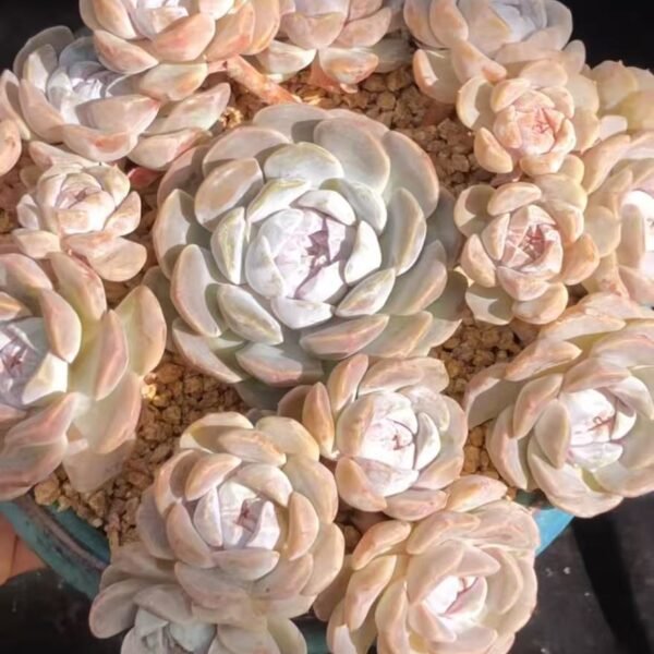 189. Echeveria 'Tynie Burger'