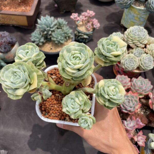 Echeveria 'Lovely Rose'