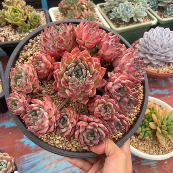 194. Echeveria 'Rosedicell'
