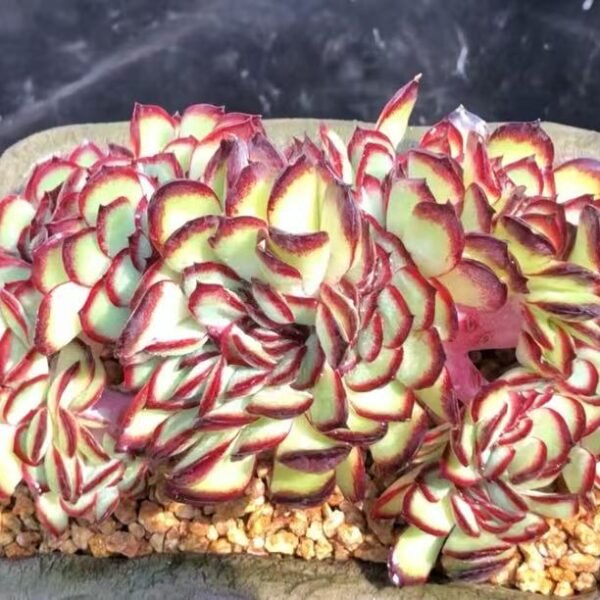 003. Echeveria ‘Pâté Rose’