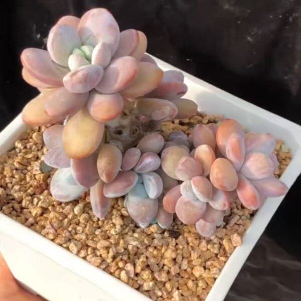 Pachyphytum cuicatecanum
