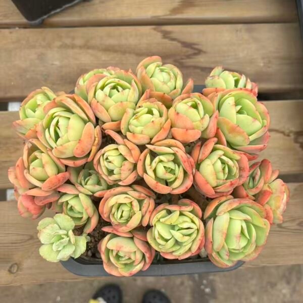 Echeveria 'Peach Pride'