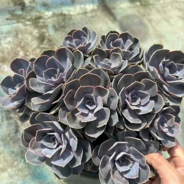 100. Echeveria 'Perle von Nürnberg'