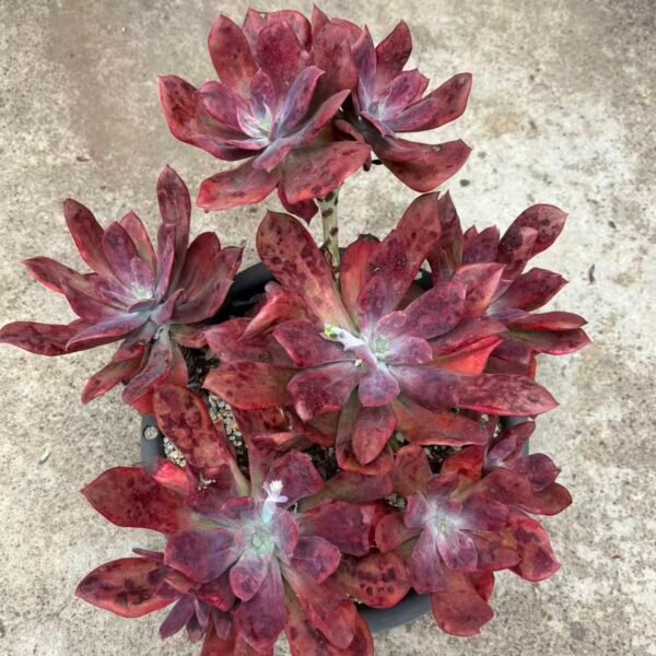 158. 石莲花‘钻石之州’