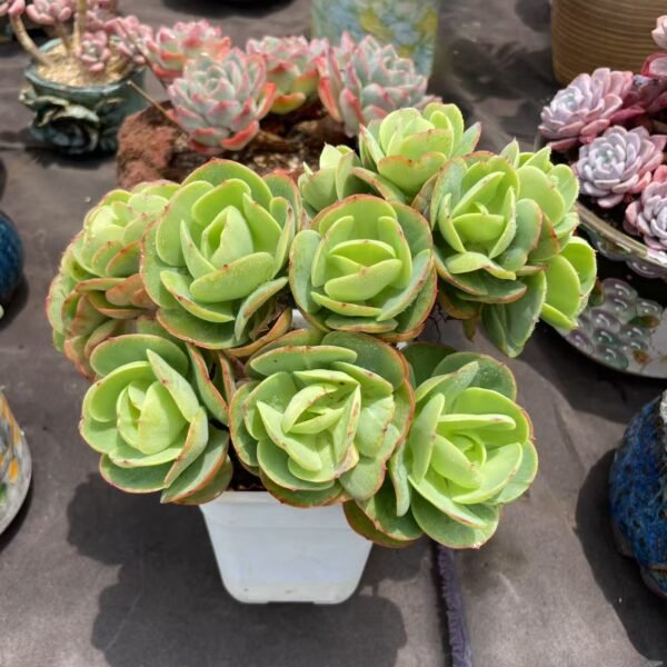 102. Echeveria 'Peach Pride'