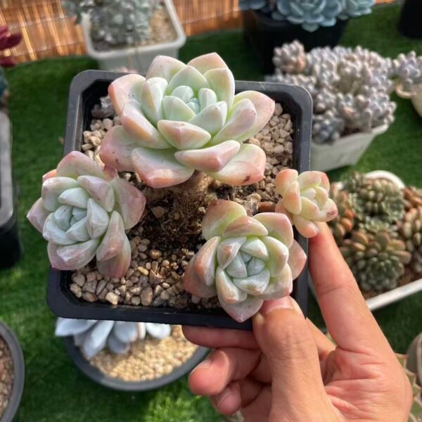 184. Echeveria 'Ice green'