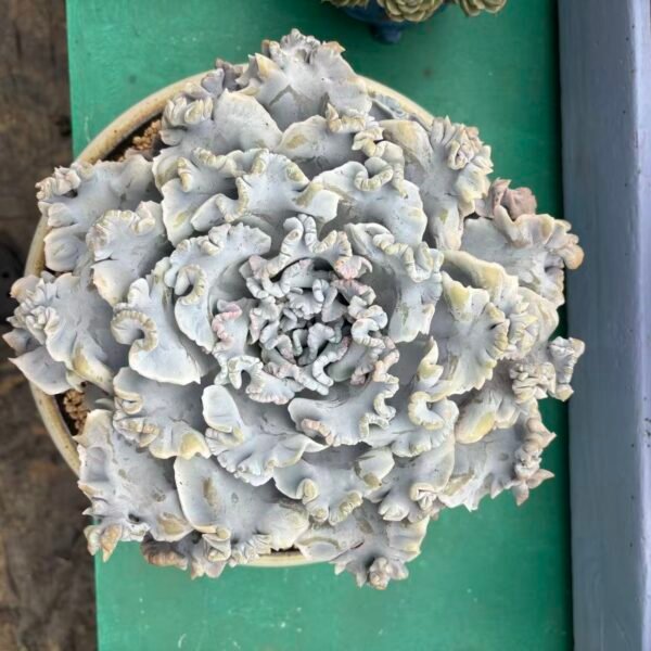 114. Echeveria "White Madiba"