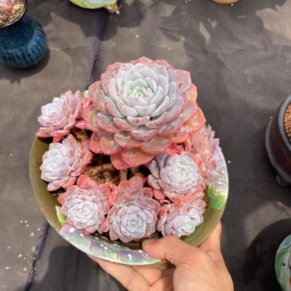 139. Malus spectabilis