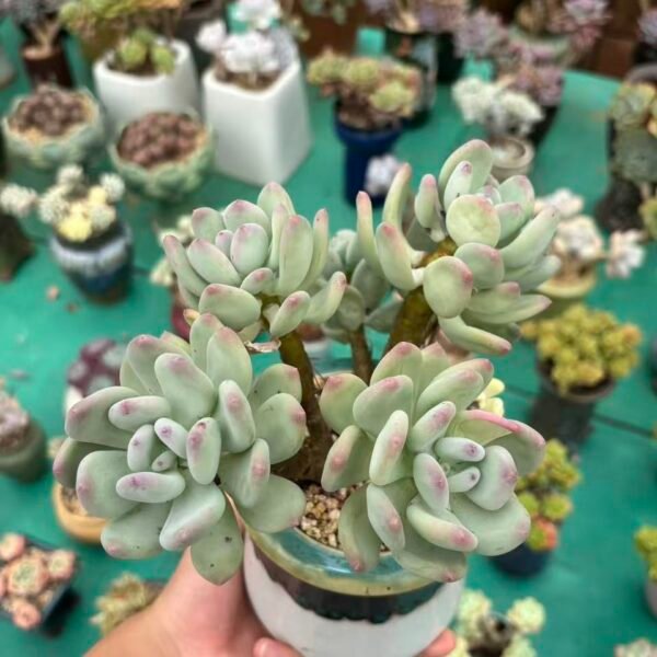 097. Pachyphytum glutinicauleMoran